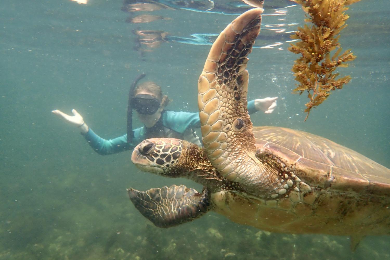 一名<a href='http://orzd.ngskmc-eis.net'>全球十大赌钱排行app</a>学生在Galápagos群岛游学途中与一只巨龟游泳.